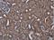 Acyl-CoA Synthetase Long Chain Family Member 4 antibody, NBP2-16400, Novus Biologicals, Immunohistochemistry paraffin image 