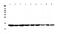 Cytochrome C, Somatic antibody, PA5-79119, Invitrogen Antibodies, Western Blot image 