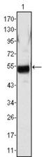 Fibrinogen Alpha Chain antibody, NBP1-47442, Novus Biologicals, Western Blot image 