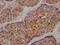 DExD/H-Box Helicase 58 antibody, CSB-RA207378A0HU, Cusabio, Immunohistochemistry frozen image 