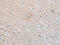 Solute Carrier Family 16 Member 7 antibody, CSB-PA119717, Cusabio, Immunohistochemistry paraffin image 