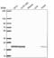 S-Phase Kinase Associated Protein 1 antibody, NBP2-56707, Novus Biologicals, Western Blot image 