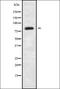 ATP Binding Cassette Subfamily D Member 2 antibody, orb338046, Biorbyt, Western Blot image 