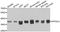 Protein Phosphatase 2 Catalytic Subunit Alpha antibody, A6702, ABclonal Technology, Western Blot image 