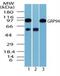Heat Shock Protein 90 Beta Family Member 1 antibody, NBP2-24698, Novus Biologicals, Western Blot image 