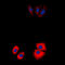 Microtubule Affinity Regulating Kinase 2 antibody, LS-C356174, Lifespan Biosciences, Immunofluorescence image 