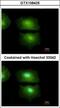 Interleukin 16 antibody, GTX108425, GeneTex, Immunofluorescence image 