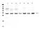 Succinate Dehydrogenase Complex Iron Sulfur Subunit B antibody, A01090, Boster Biological Technology, Western Blot image 