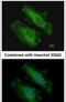 Sorting Nexin 18 antibody, PA5-31460, Invitrogen Antibodies, Immunofluorescence image 