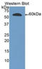 Ribonuclease T2 antibody, LS-C298294, Lifespan Biosciences, Western Blot image 