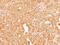 Coagulation Factor X antibody, PA5-29118, Invitrogen Antibodies, Immunohistochemistry frozen image 