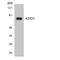 Adducin 3 antibody, LS-C200090, Lifespan Biosciences, Western Blot image 