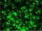 Reticulon 1 antibody, NBP1-97677, Novus Biologicals, Immunocytochemistry image 