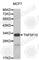 TNF Superfamily Member 10 antibody, A0351, ABclonal Technology, Western Blot image 