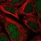 Serine Peptidase Inhibitor, Kazal Type 13 (Putative) antibody, NBP1-93701, Novus Biologicals, Immunofluorescence image 