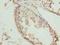 TRNA Methyltransferase 6 antibody, LS-C398242, Lifespan Biosciences, Immunohistochemistry frozen image 