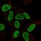 Protein FAM182B antibody, HPA050100, Atlas Antibodies, Immunofluorescence image 