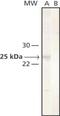 CP-2 antibody, MA1-26774, Invitrogen Antibodies, Western Blot image 