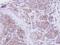 Semaphorin 7A (John Milton Hagen Blood Group) antibody, GTX109395, GeneTex, Immunohistochemistry paraffin image 