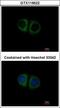 Mitochondrial Ribosomal Protein S10 antibody, GTX119522, GeneTex, Immunofluorescence image 