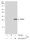 RAB32, Member RAS Oncogene Family antibody, GTX130477, GeneTex, Immunoprecipitation image 