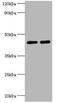 NAD-dependent deacetylase sirtuin-3 antibody, orb352966, Biorbyt, Western Blot image 