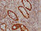 SRY-Box 9 antibody, CSB-RA202969A0HU, Cusabio, Immunohistochemistry paraffin image 