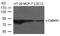 Junction Plakoglobin antibody, 79-746, ProSci, Western Blot image 