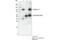 Catenin Delta 1 antibody, 59854T, Cell Signaling Technology, Immunoprecipitation image 