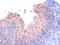 Ran-binding protein 9 antibody, orb18558, Biorbyt, Immunohistochemistry paraffin image 