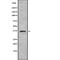 Golgi SNAP Receptor Complex Member 1 antibody, abx215668, Abbexa, Western Blot image 