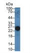 Troponin I2, Fast Skeletal Type antibody, LS-C300888, Lifespan Biosciences, Western Blot image 