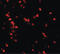 Nucleobindin 2 antibody, LS-B10089, Lifespan Biosciences, Immunofluorescence image 