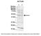 Actin-like protein 6A antibody, NBP1-55378, Novus Biologicals, Western Blot image 