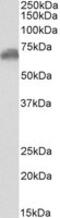 Secretogranin-2 antibody, MBS423191, MyBioSource, Western Blot image 