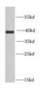 Eukaryotic Translation Initiation Factor 3 Subunit H antibody, FNab02709, FineTest, Western Blot image 
