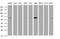 Pogo Transposable Element Derived With KRAB Domain antibody, MA5-26183, Invitrogen Antibodies, Western Blot image 