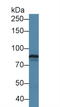 Tenascin XB antibody, LS-C372837, Lifespan Biosciences, Western Blot image 