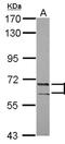 POZ/BTB And AT Hook Containing Zinc Finger 1 antibody, NBP2-19708, Novus Biologicals, Western Blot image 