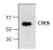 TRAF3 Interacting Protein 2 antibody, GTX22570, GeneTex, Western Blot image 