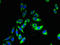 Tetraspanin 33 antibody, LS-C398735, Lifespan Biosciences, Immunofluorescence image 