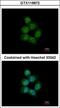 Serrate, RNA Effector Molecule antibody, GTX119872, GeneTex, Immunofluorescence image 