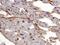 Thrombomodulin antibody, MA5-24181, Invitrogen Antibodies, Immunohistochemistry frozen image 