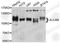 CD166 antigen antibody, A2218, ABclonal Technology, Western Blot image 