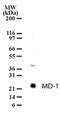 Lymphocyte Antigen 86 antibody, NB100-56700, Novus Biologicals, Western Blot image 