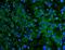 Cadherin 2 antibody, A01577-3, Boster Biological Technology, Immunofluorescence image 