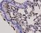 Delta Like Canonical Notch Ligand 1 antibody, orb156595, Biorbyt, Immunohistochemistry paraffin image 