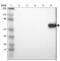 Proto-oncogene tyrosine-protein kinase LCK antibody, NBP1-85804, Novus Biologicals, Western Blot image 