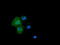 BTN antibody, TA501533, Origene, Immunofluorescence image 