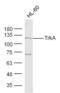 Fibroblast Growth Factor Receptor 4 antibody, MBS551001, MyBioSource, Western Blot image 
